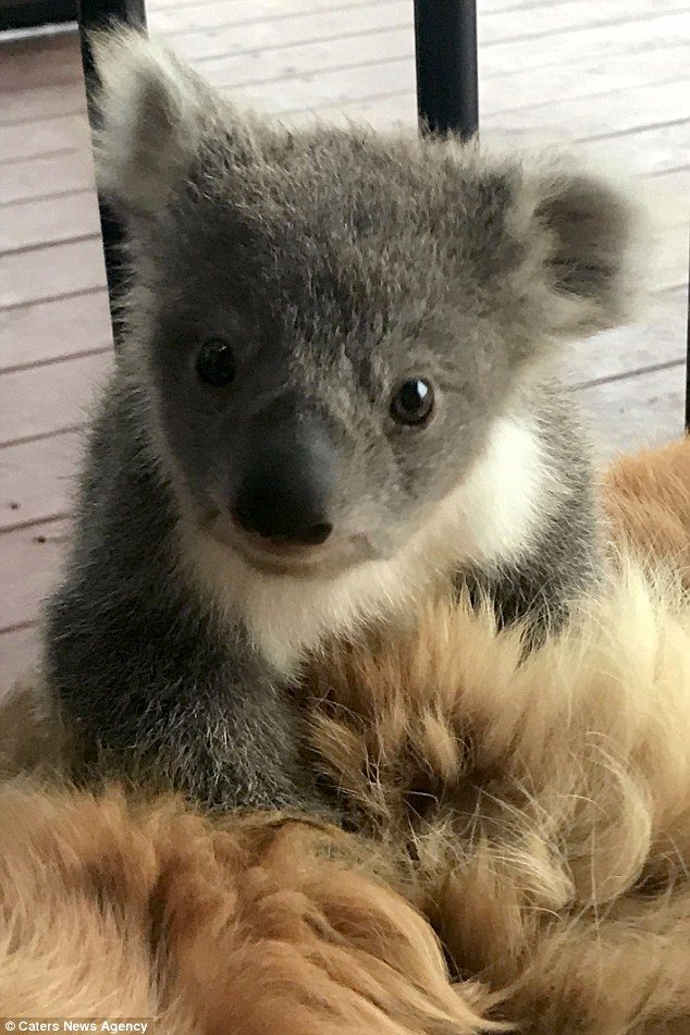 Immagini Koala Natale.Il Golden Retriever E Il Koala Amici Del Golden Retriever